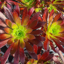 Load image into Gallery viewer, Aeonium 'Cabernet'
