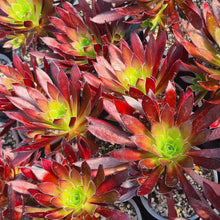 Load image into Gallery viewer, Aeonium 'Cabernet'