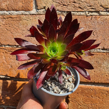 Load image into Gallery viewer, Aeonium 'Cabernet'