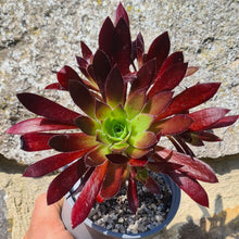 Load image into Gallery viewer, Aeonium 'Cabernet'