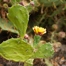 Load image into Gallery viewer, Opuntia monacantha