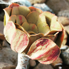 Load image into Gallery viewer, Aeonium urbicum v. meriodonalis