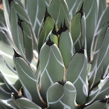 Load image into Gallery viewer, Agave nickelsiae