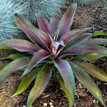 Load image into Gallery viewer, Mangave 'Mission to Mars'