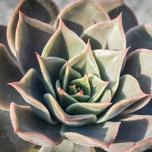 Load image into Gallery viewer, Echeveria 'Latte Rose'