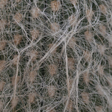 Load image into Gallery viewer, Cephalocereus senilis