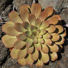 Load image into Gallery viewer, Aeonium davidbramwellii