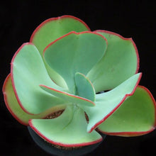 Load image into Gallery viewer, Echeveria gigantea 'Red Edge'