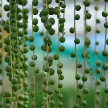 Load image into Gallery viewer, Senecio rowleyanus 'String of Pearls'