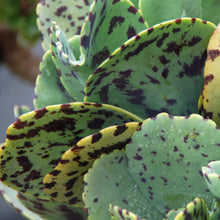 Load image into Gallery viewer, Kalanchoe marmorata