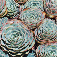 Load image into Gallery viewer, Echeveria imbricata