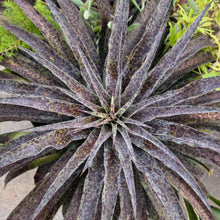 Load image into Gallery viewer, Mangave 'Ink Blot'