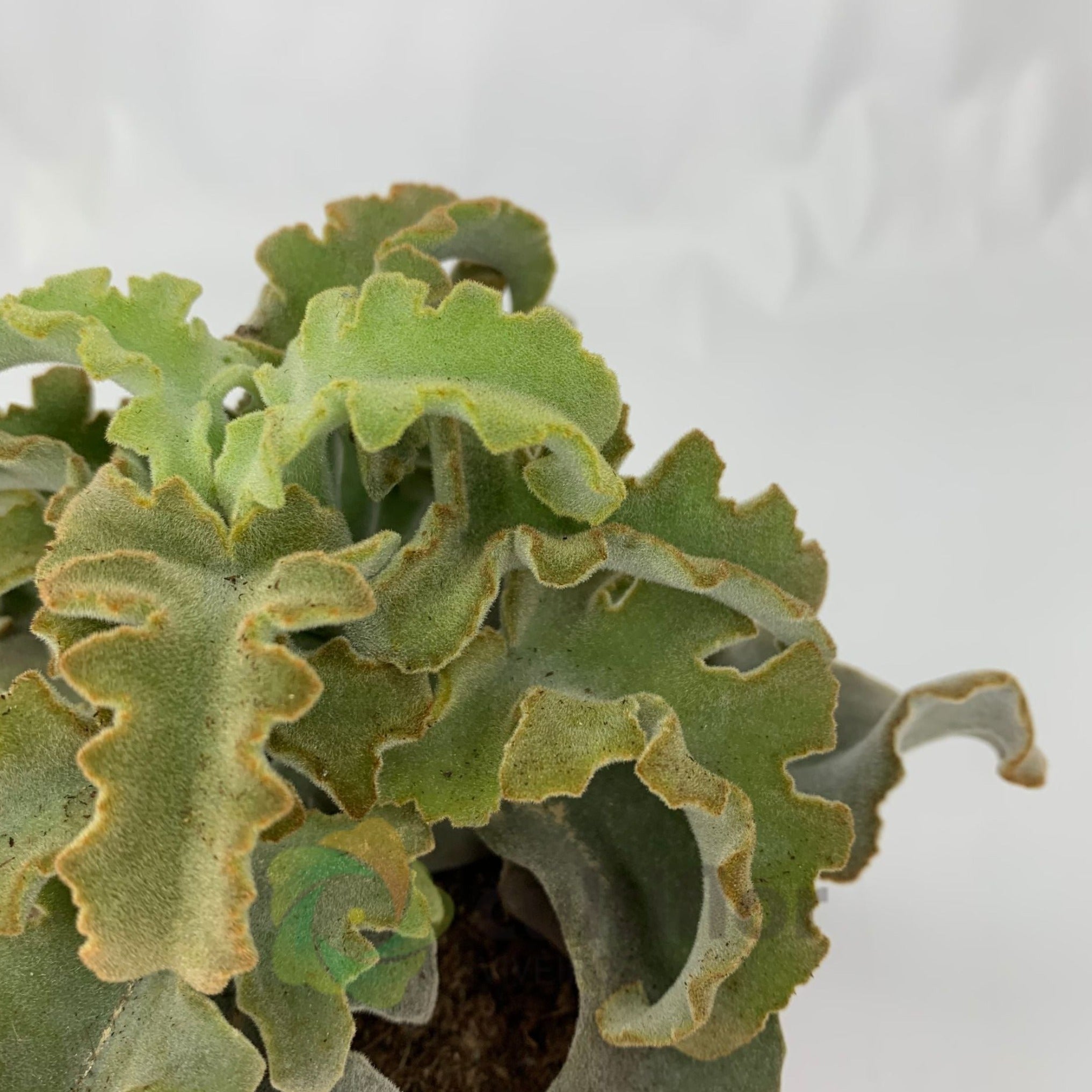 succulent plants malta Kalanchoe beharensis 'Maltese Cross'
