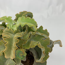 Load image into Gallery viewer, Kalanchoe beharensis 'Maltese Cross'