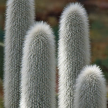 Load image into Gallery viewer, Cephalocereus senilis