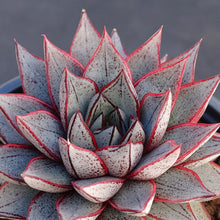 Load image into Gallery viewer, Echeveria purpusorum 'White Form'