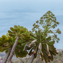 Load image into Gallery viewer, Aeonium urbicum v. meriodonalis
