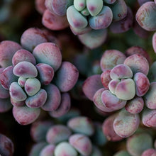 Load image into Gallery viewer, Echeveria amonena perote