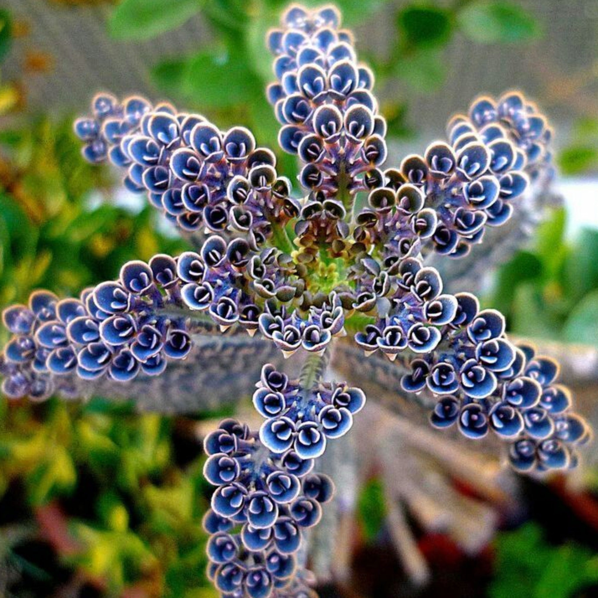 Kalanchoe Delagoensis Coastal Succulents Cacti Alpines kalanchoe-delagoensis-coastal-succulents-cacti-alpines