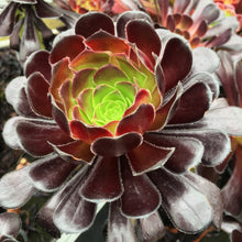 Load image into Gallery viewer, Aeonium 'Voodoo'