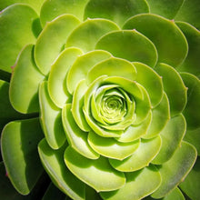 Load image into Gallery viewer, Aeonium urbicum
