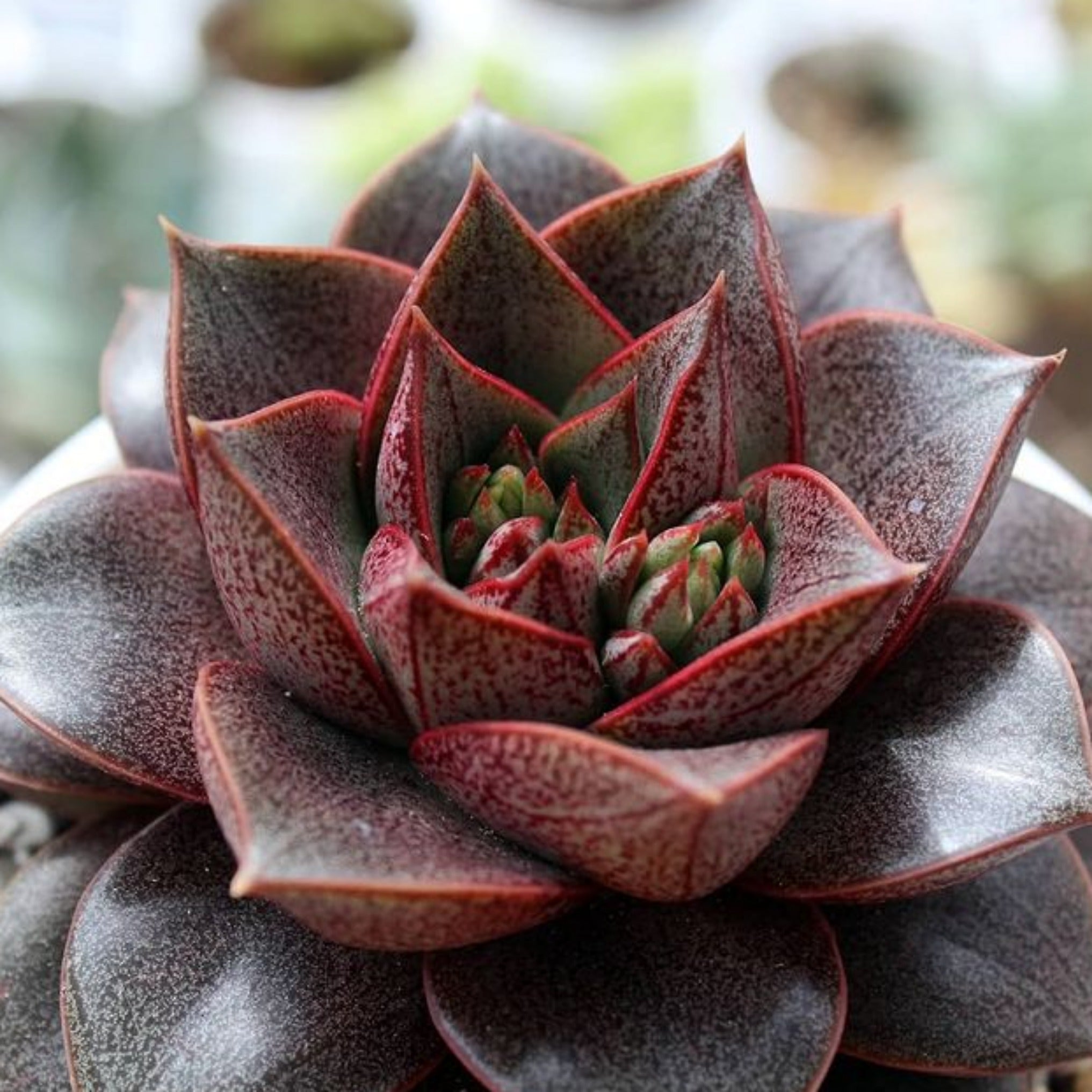 purpusorum succulent Echeveria purpusorum dionysos