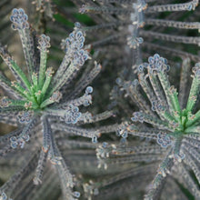 Load image into Gallery viewer, Kalanchoe delagoensis