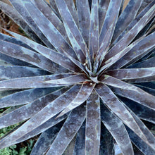 Load image into Gallery viewer, Mangave 'Moonglow'