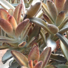 Load image into Gallery viewer, Kalanchoe tomentosa 'Chocolate Soldier'