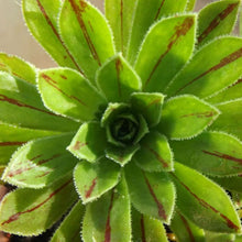 Load image into Gallery viewer, Aeonium x barbatum