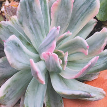 Load image into Gallery viewer, Echeveria hoveyi variegata