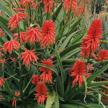 Load image into Gallery viewer, Aloe 'Firechief'