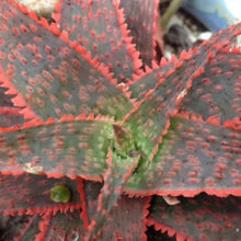 Load image into Gallery viewer, Aloe 'Donnie'