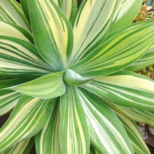 Load image into Gallery viewer, Agave attenuata 'variegata'