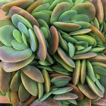 Load image into Gallery viewer, Kalanchoe rotundifolia