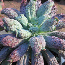 Load image into Gallery viewer, Echeveria 'Linguas'