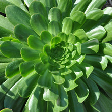 Load image into Gallery viewer, Aeonium urbicum