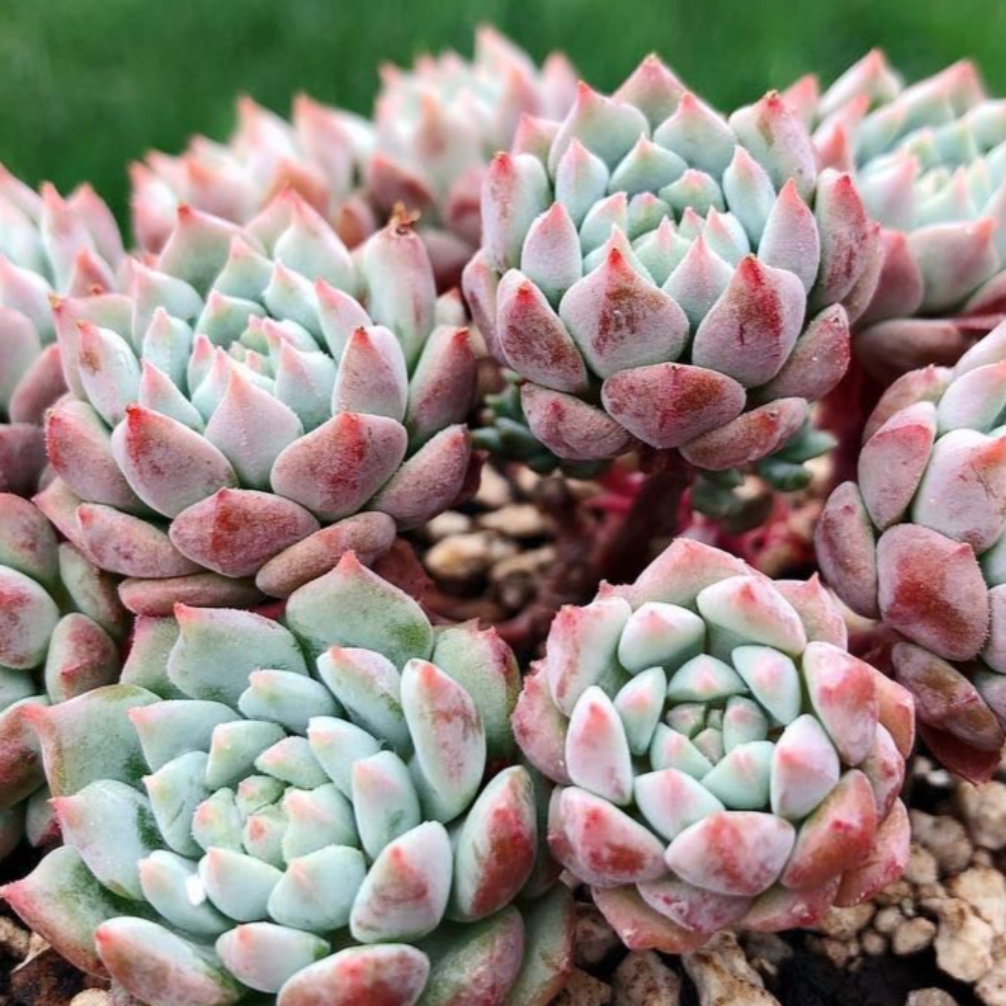 chrissy and ryan succulents Echeveria 'Chrissy 'n' Ryan'