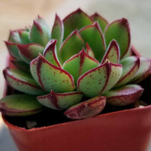 Load image into Gallery viewer, Echeveria 'Joan Daniels'