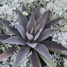 Load image into Gallery viewer, Mangave 'Lavender Lady'