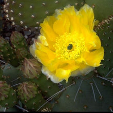 Load image into Gallery viewer, Opuntia polycantha