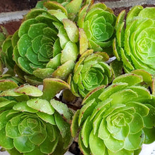 Load image into Gallery viewer, Aeonium 'Halloween' syn. 'Madeira Rose'