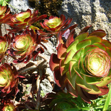 Load image into Gallery viewer, Aeonium 'Cyclops'