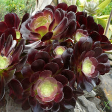 Load image into Gallery viewer, Aeonium 'Voodoo'