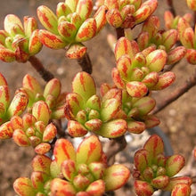 Load image into Gallery viewer, Aeonium sedifolium