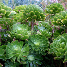 Load image into Gallery viewer, Aeonium undulatum