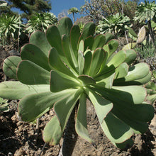Load image into Gallery viewer, Aeonium urbicum