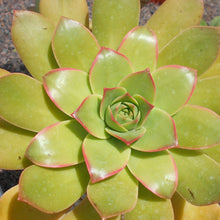 Load image into Gallery viewer, Aeonium lancerrotense