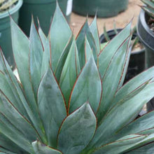 Load image into Gallery viewer, Agave 'Blue Glow'