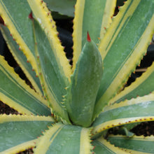 Load image into Gallery viewer, Agave murpheyi 'Engard'